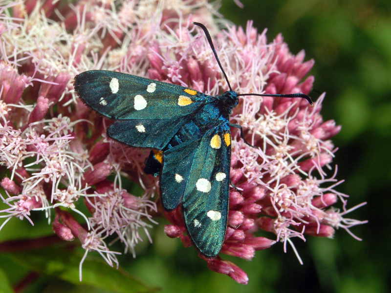 Zygaena ephialtes, variable burnet; DISPLAY FULL IMAGE.