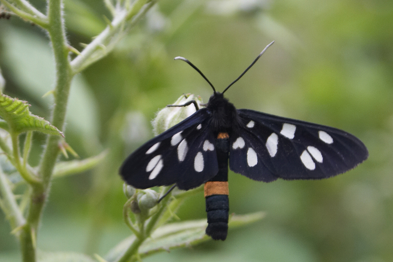 Amata phegea, nine-spotted moth; DISPLAY FULL IMAGE.