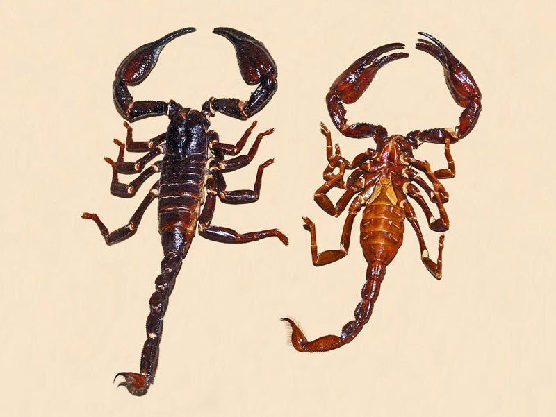 Heterometrus longimanus, black emperor scorpion; DISPLAY FULL IMAGE.