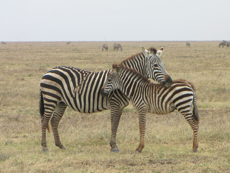 Grant's zebra (Equus quagga boehmi); DISPLAY FULL IMAGE.