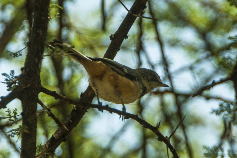 banded parisoma, banded tit warbler (Sylvia boehmi); DISPLAY FULL IMAGE.