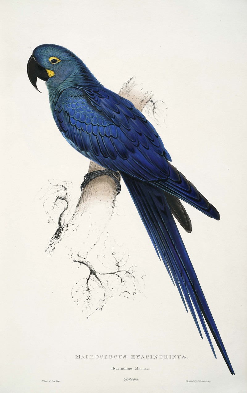 Lear's macaw, indigo macaw (Anodorhynchus leari); DISPLAY FULL IMAGE.