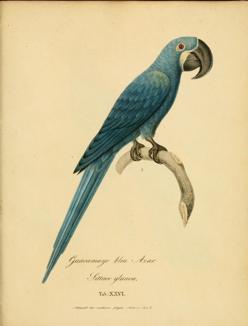 glaucous macaw (Anodorhynchus glaucus); DISPLAY FULL IMAGE.