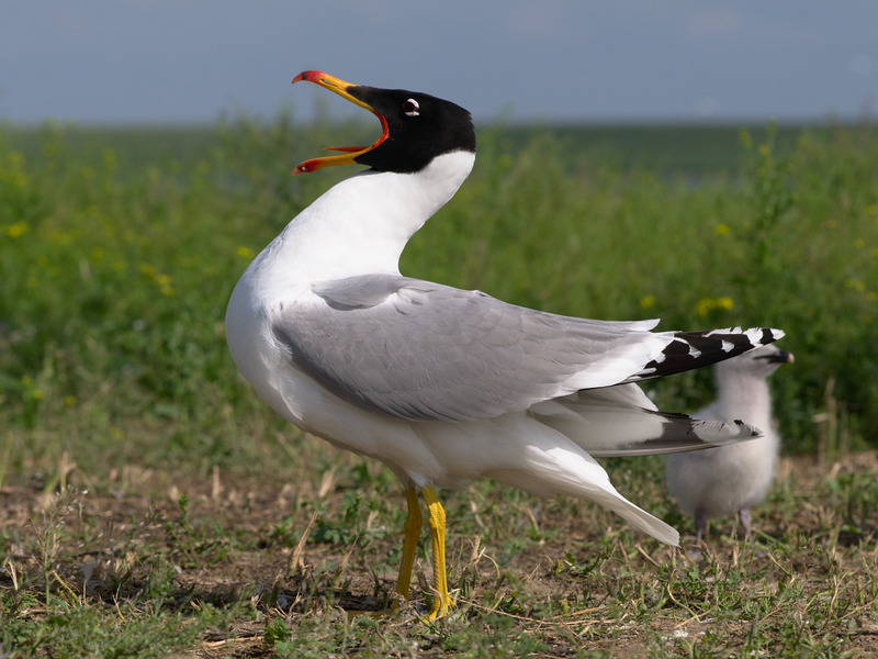 Pallas's gull, great black-headed gull (Ichthyaetus ichthyaetus); DISPLAY FULL IMAGE.