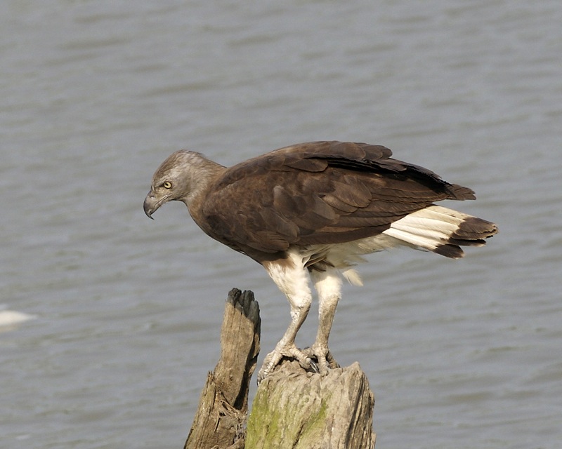 grey-headed fish eagle (Ichthyophaga ichthyaetus); DISPLAY FULL IMAGE.