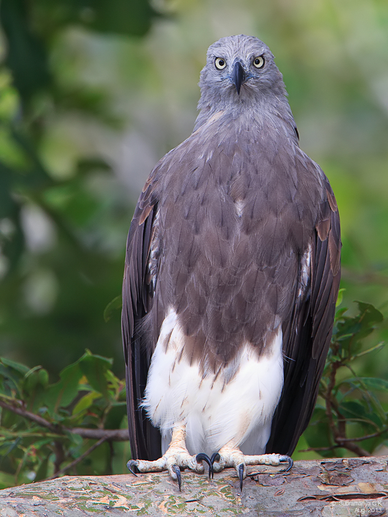 lesser fish eagle (Ichthyophaga humilis); DISPLAY FULL IMAGE.