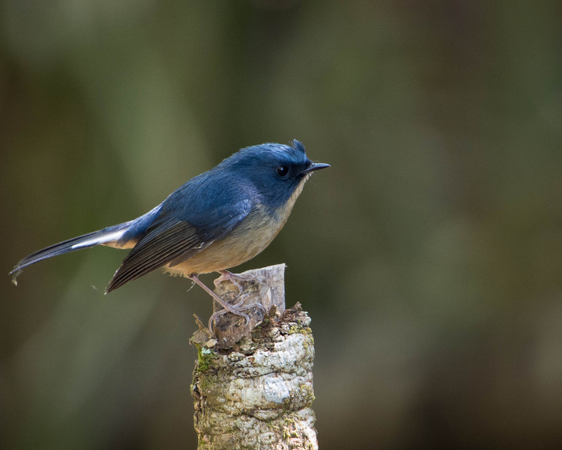 slaty-blue flycatcher (Ficedula tricolor); DISPLAY FULL IMAGE.