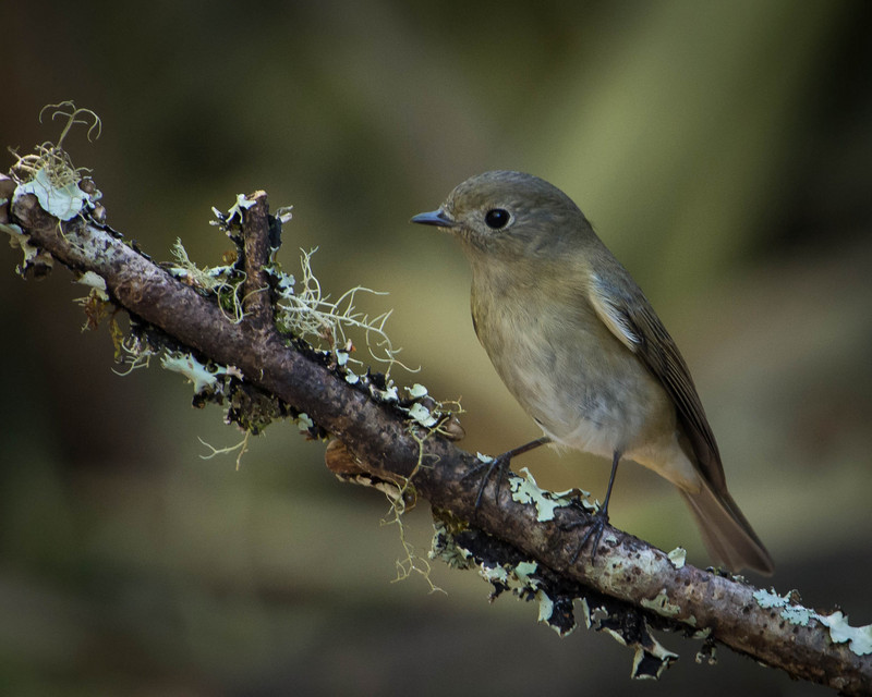 slaty-blue flycatcher (Ficedula tricolor); DISPLAY FULL IMAGE.