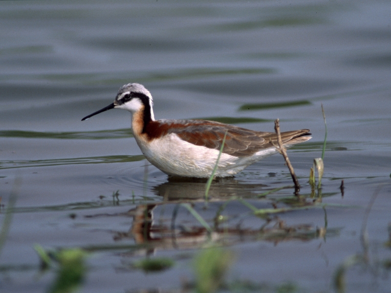 Wilson's phalarope (Phalaropus tricolor); DISPLAY FULL IMAGE.