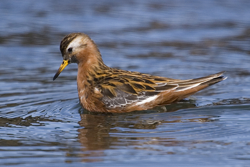 red phalarope, grey phalarope (Phalaropus fulicarius); DISPLAY FULL IMAGE.