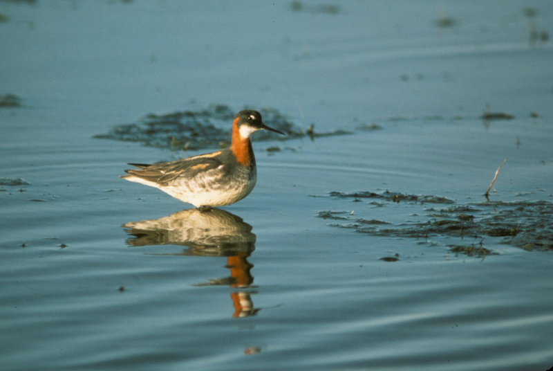 red-necked phalarope (Phalaropus lobatus); DISPLAY FULL IMAGE.