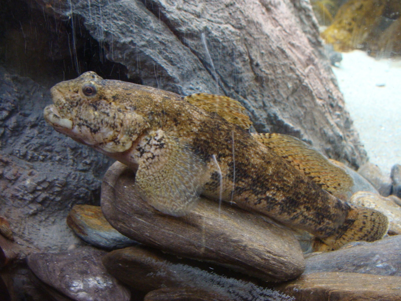 giant goby (Gobius cobitis); DISPLAY FULL IMAGE.