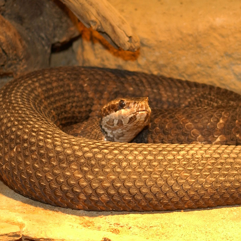 Florida cottonmouth, green-tailed moccasin (Agkistrodon piscivorus conanti); DISPLAY FULL IMAGE.