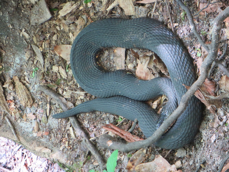 eastern cottonmouth (Agkistrodon piscivorus piscivorus); DISPLAY FULL IMAGE.