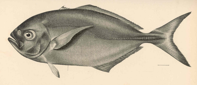 Uraspis helvola, Whitetongue jack; DISPLAY FULL IMAGE.