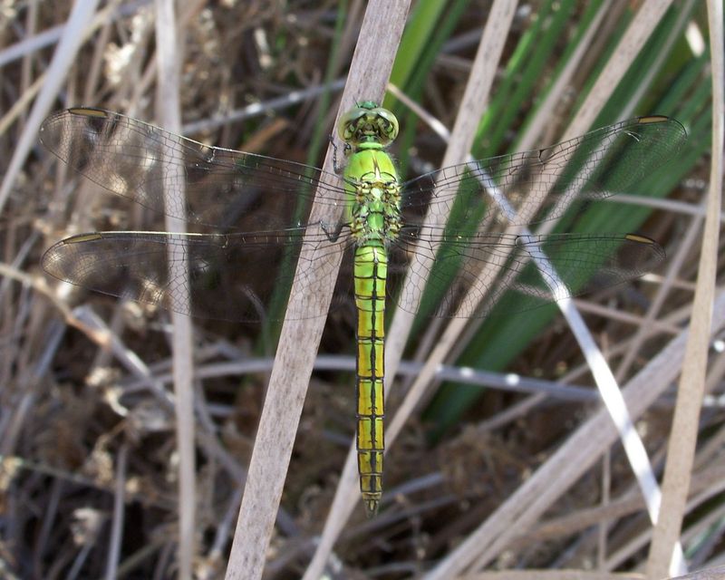 Erythemis collocata, western pondhawk; DISPLAY FULL IMAGE.