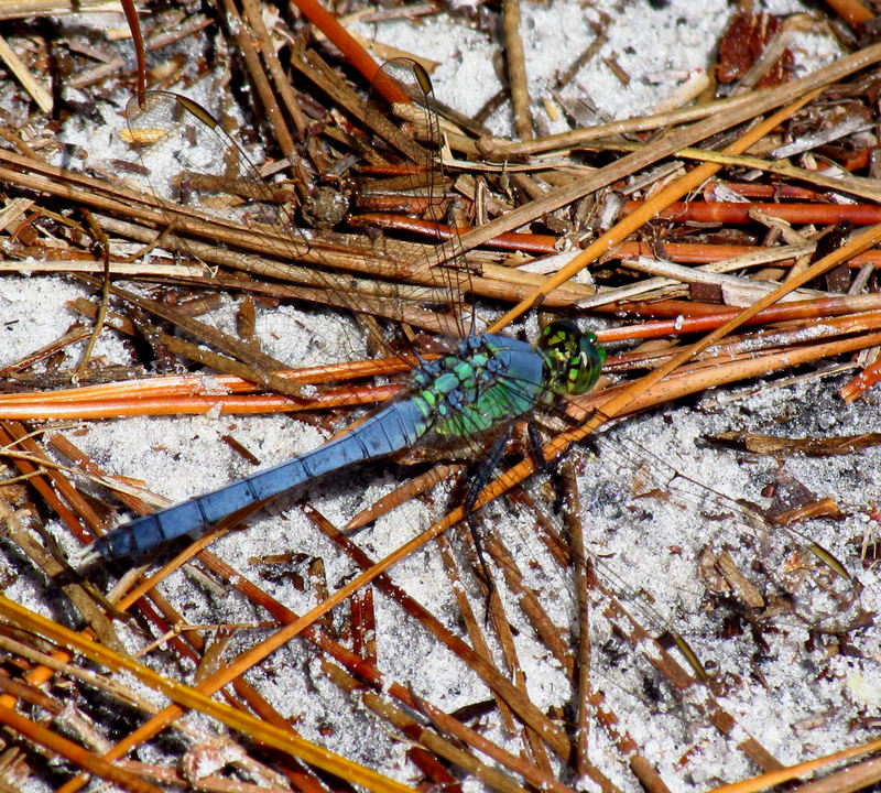 Erythemis simplicicollis, eastern pondhawk; DISPLAY FULL IMAGE.