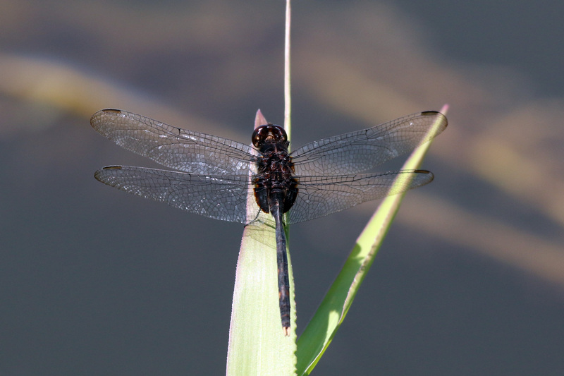 Erythemis plebeja, pin-tailed pondhawk; DISPLAY FULL IMAGE.