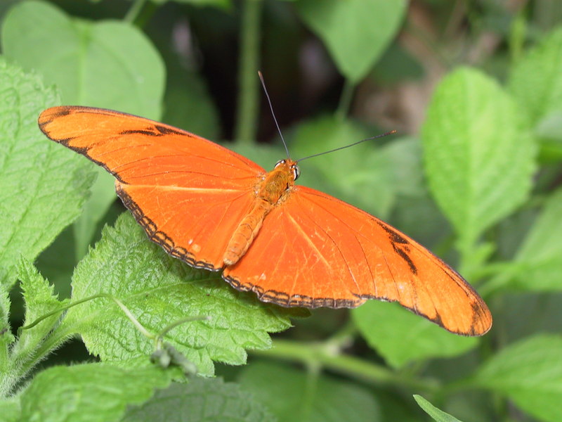 Dryas iulia, Julia butterfly; DISPLAY FULL IMAGE.