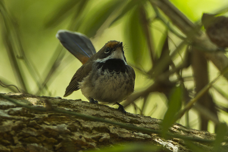 Arafura fantail (Rhipidura dryas); DISPLAY FULL IMAGE.