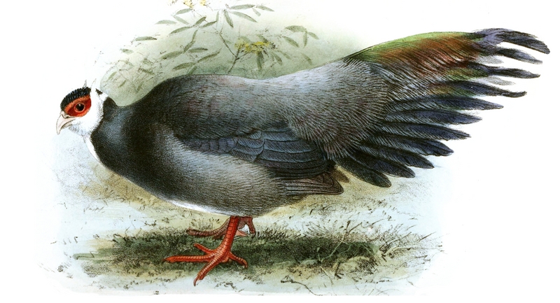 Tibetan eared pheasant (Crossoptilon harmani); DISPLAY FULL IMAGE.