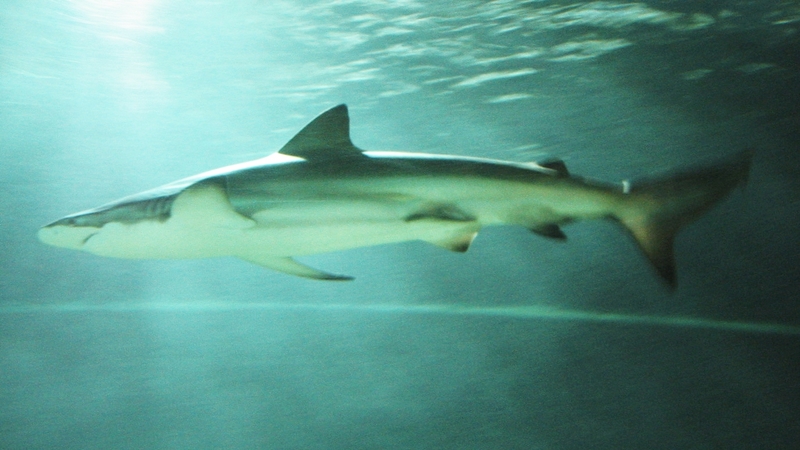 copper shark, bronze whaler, narrowtooth shark (Carcharhinus brachyurus); DISPLAY FULL IMAGE.