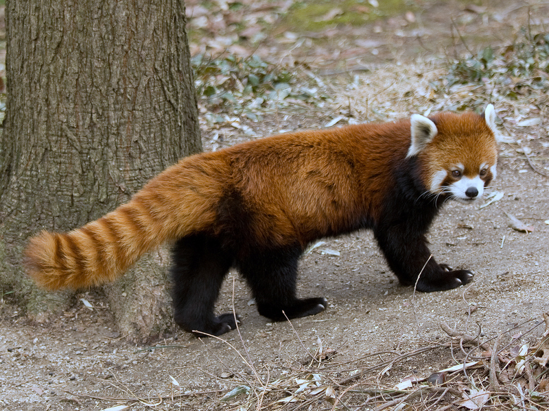 red panda, lesser panda (Ailurus fulgens); DISPLAY FULL IMAGE.