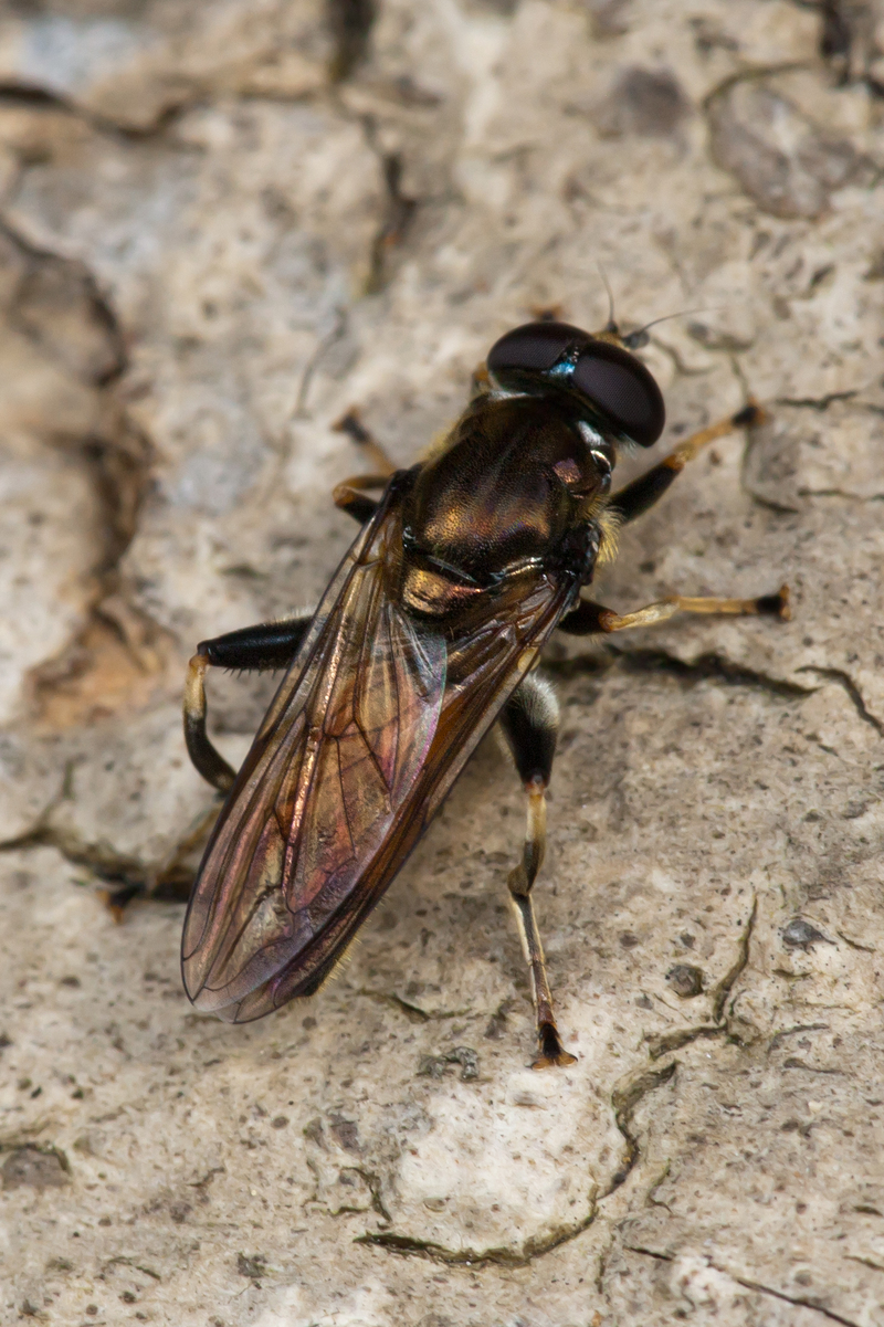 Xylota segnis (hoverfly); DISPLAY FULL IMAGE.