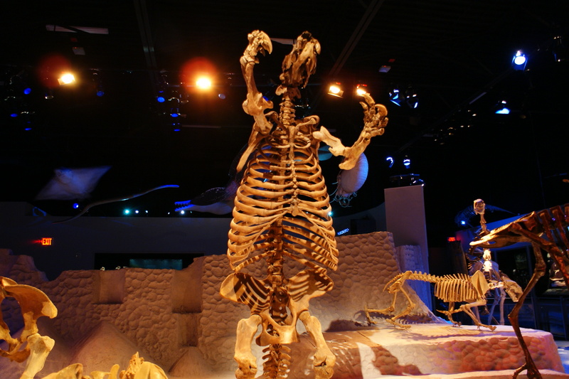 Thinobadistes segnis (giant ground sloth, skeleton); DISPLAY FULL IMAGE.