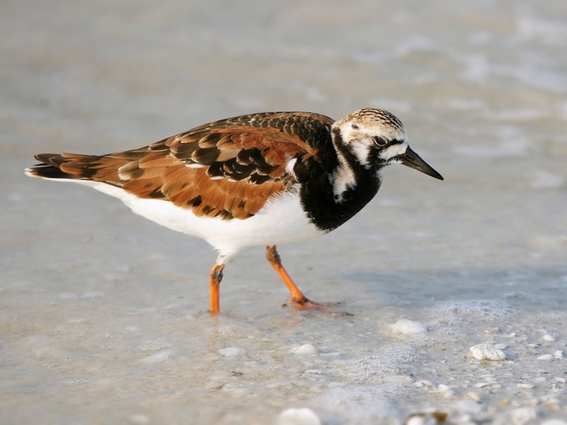 ruddy turnstone (Arenaria interpres); DISPLAY FULL IMAGE.