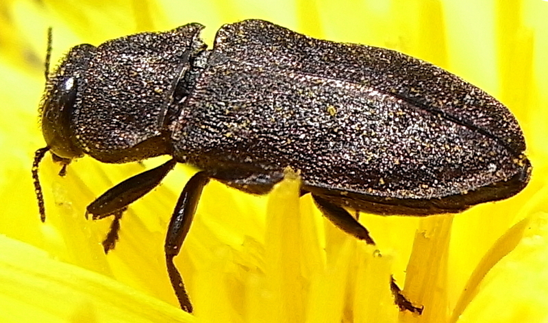 Anthaxia helvetica; DISPLAY FULL IMAGE.