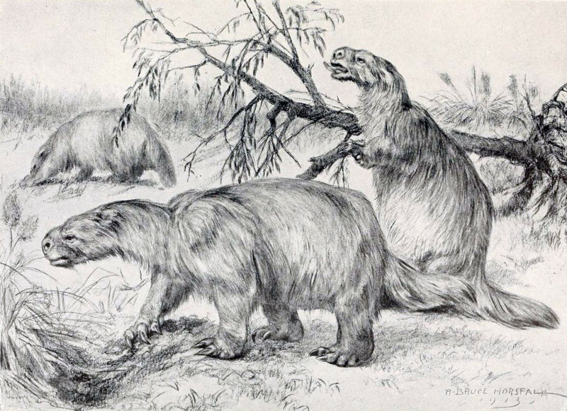 Glossotherium robustum (ground sloth); DISPLAY FULL IMAGE.