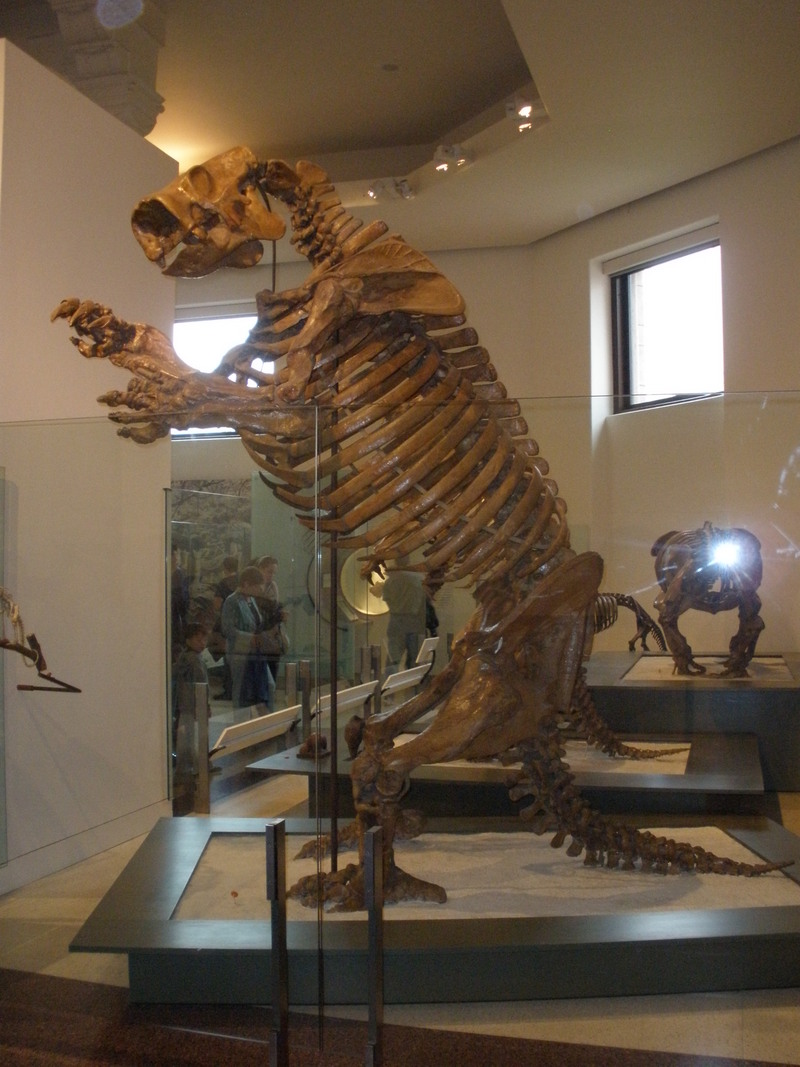 Lestodon armatus (giant ground sloth); DISPLAY FULL IMAGE.
