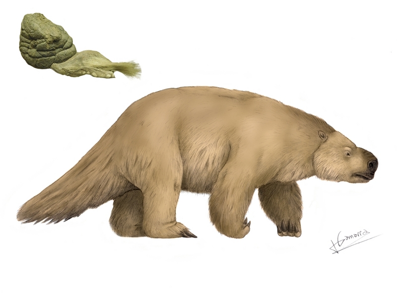 Mylodon darwini (Darwin's ground sloth); DISPLAY FULL IMAGE.