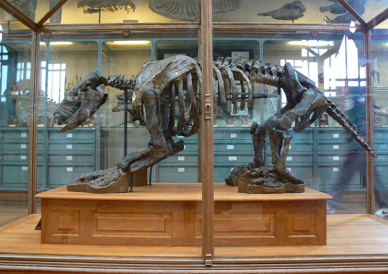 Scelidotherium leptocephalum (ground sloth); DISPLAY FULL IMAGE.