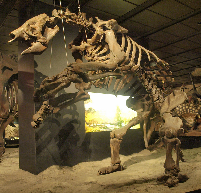 Eremotherium laurillardi (giant ground sloth); DISPLAY FULL IMAGE.