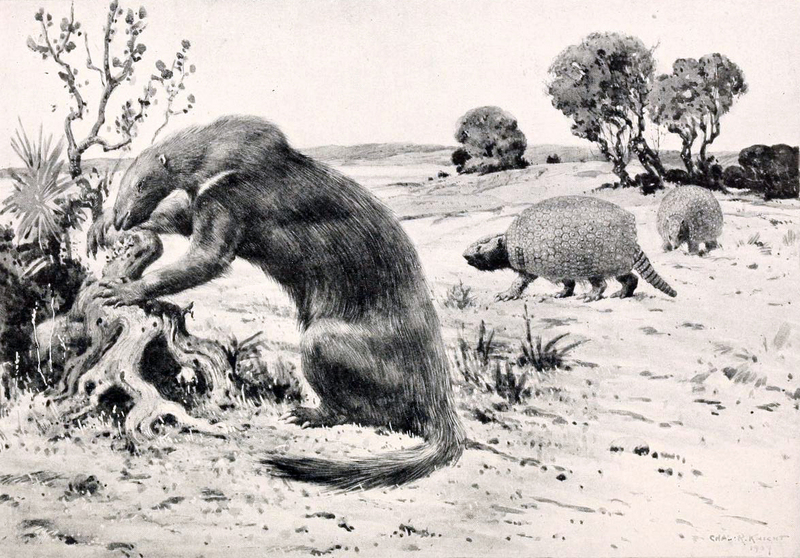 Hapalops longiceps (ground sloth), Propalaehoplophorus australis (glyptodont); DISPLAY FULL IMAGE.