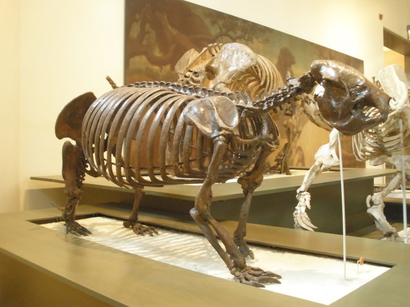 Megalocnus rodens (ground sloth, skeleton); DISPLAY FULL IMAGE.