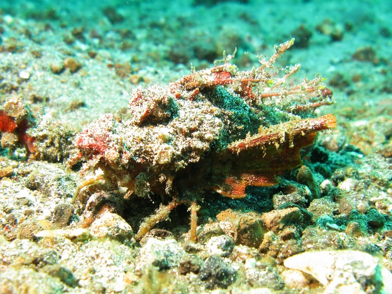 Inimicus didactylus, Bearded ghoul; DISPLAY FULL IMAGE.