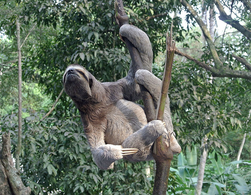 brown-throated sloth, brown-throated three-toed sloth (Bradypus variegatus); DISPLAY FULL IMAGE.