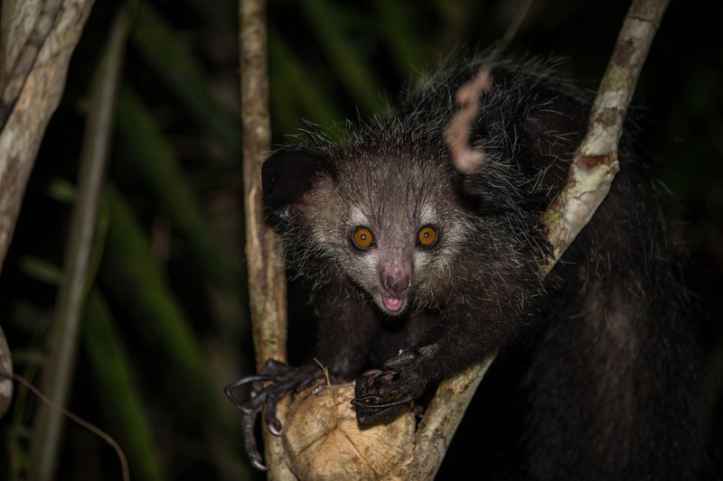 aye-aye (Daubentonia madagascariensis); DISPLAY FULL IMAGE.