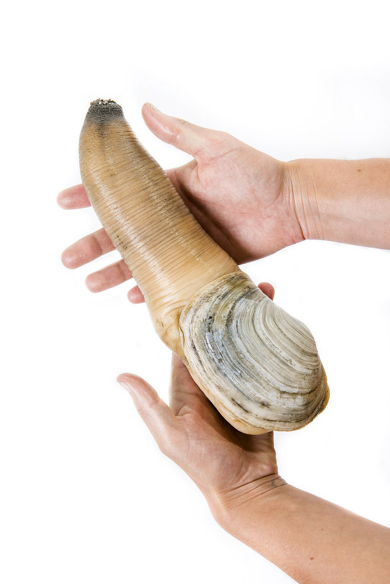 Pacific geoduck (Panopea generosa); DISPLAY FULL IMAGE.