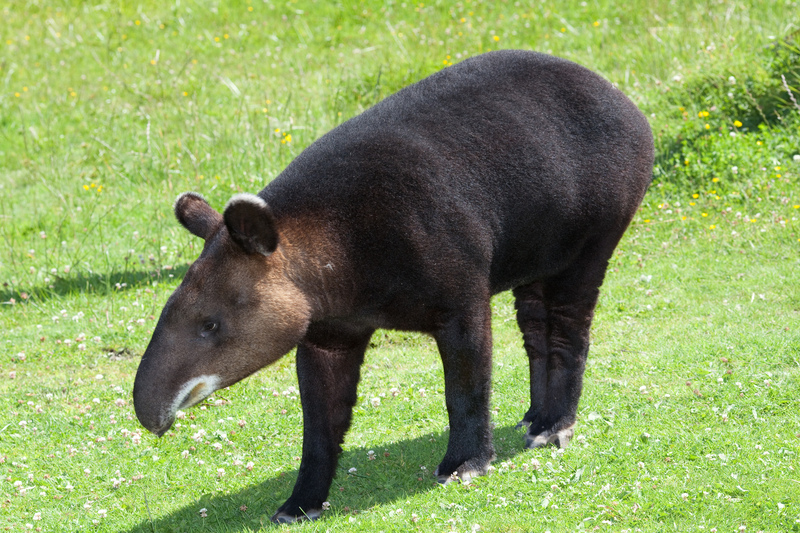 mountain tapir, woolly tapir (Tapirus pinchaque); DISPLAY FULL IMAGE.