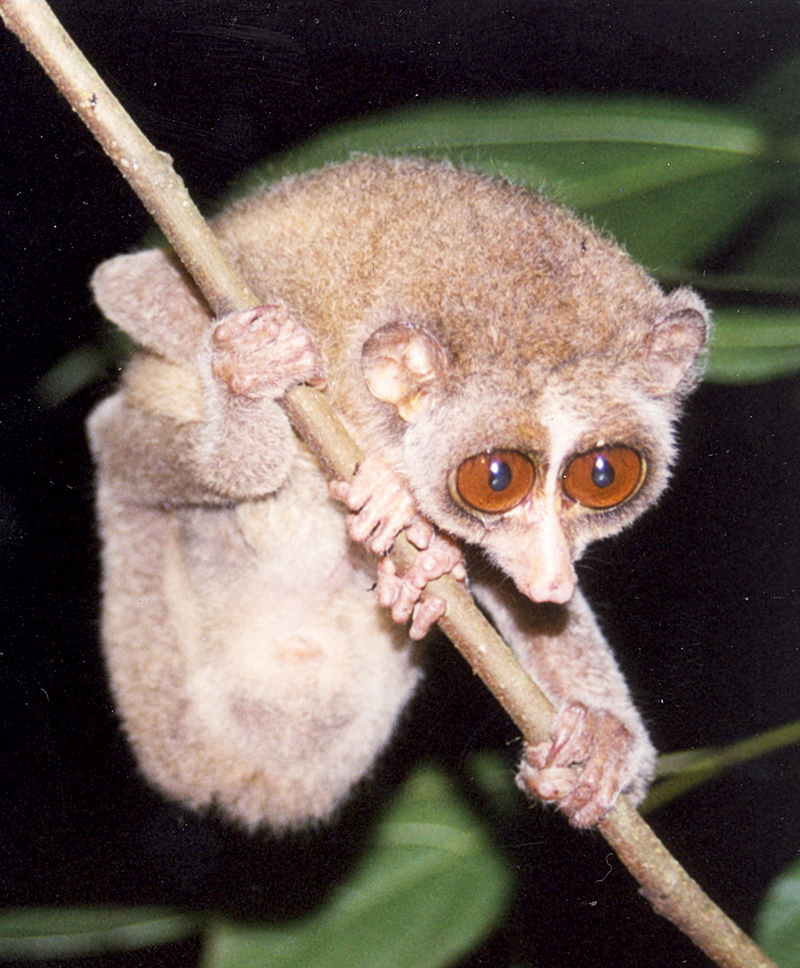 red slender loris (Loris tardigradus tardigradus); DISPLAY FULL IMAGE.