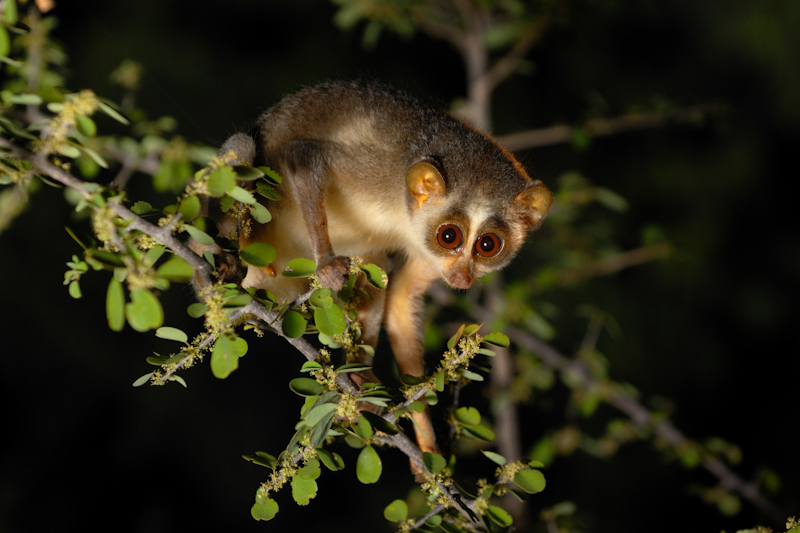 gray slender loris (Loris lydekkerianus); DISPLAY FULL IMAGE.