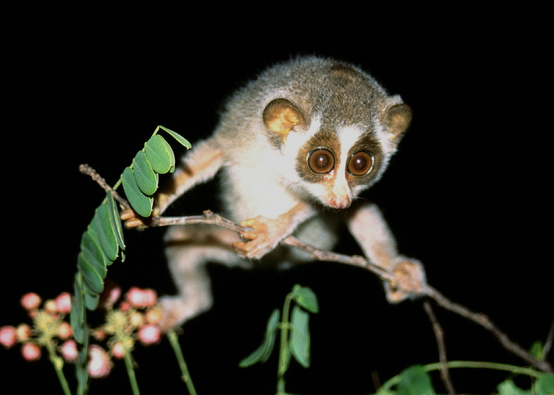 gray slender loris (Loris lydekkerianus); DISPLAY FULL IMAGE.