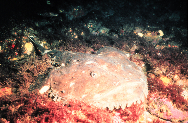 Lophius americanus, American angler; DISPLAY FULL IMAGE.