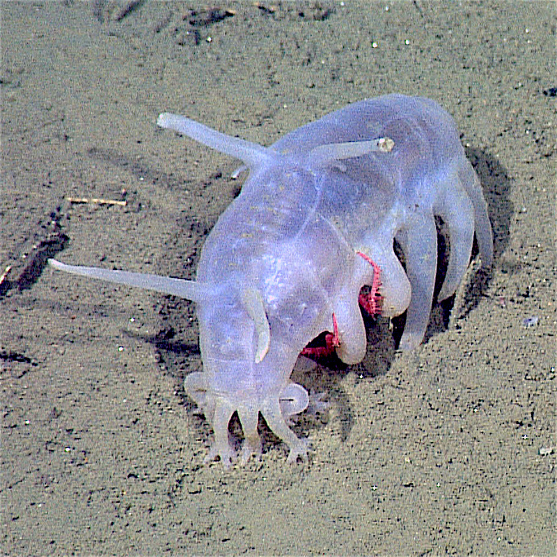 Scotoplanes globosa (sea pig); DISPLAY FULL IMAGE.