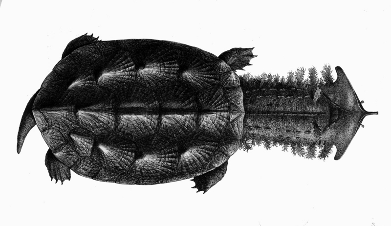 mata mata, matamata (Chelus fimbriata); DISPLAY FULL IMAGE.