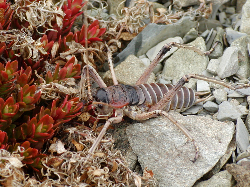 Deinacrida connectens, Scree weta; DISPLAY FULL IMAGE.